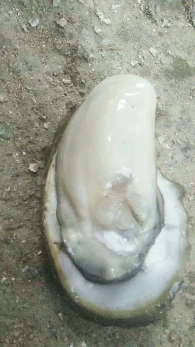 北海大生蚝2只/斤