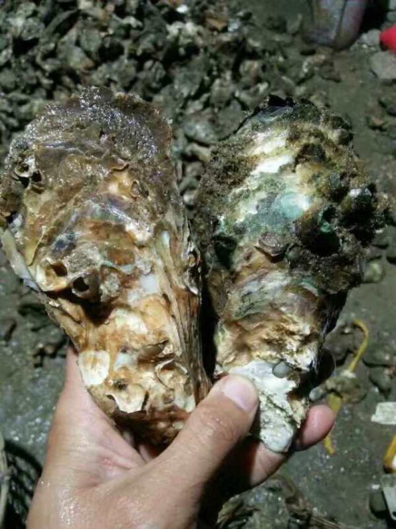 北海大生蚝2只/斤