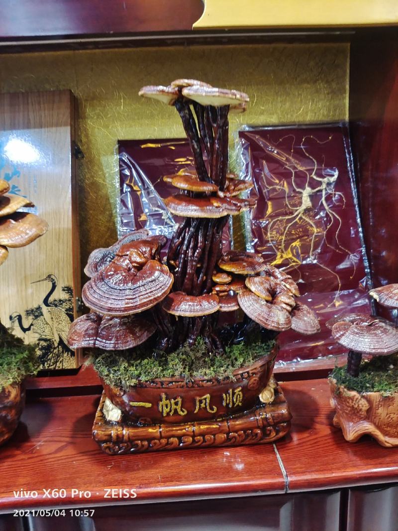 长白山活体嫁接灵芝灵芝盆景，产地批发，一手货源