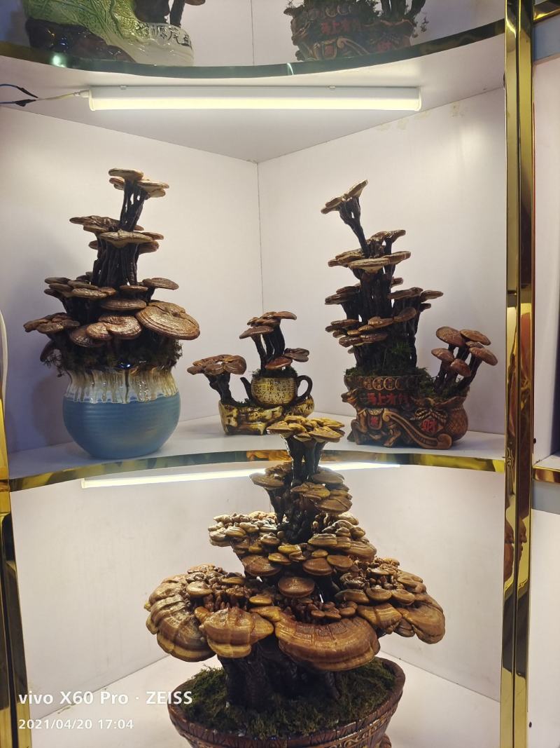 长白山活体嫁接灵芝灵芝盆景，产地批发，一手货源