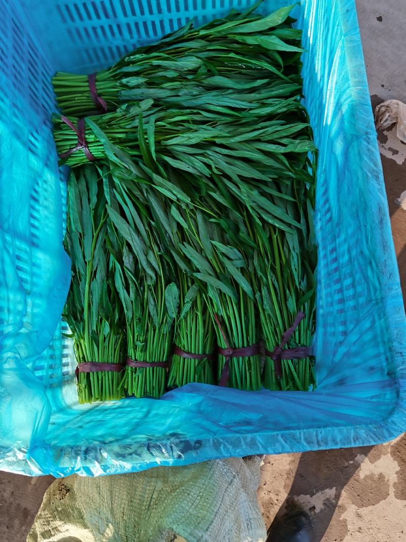 空心菜产地大量供应价格美丽欢迎全国各地朋友前来咨询