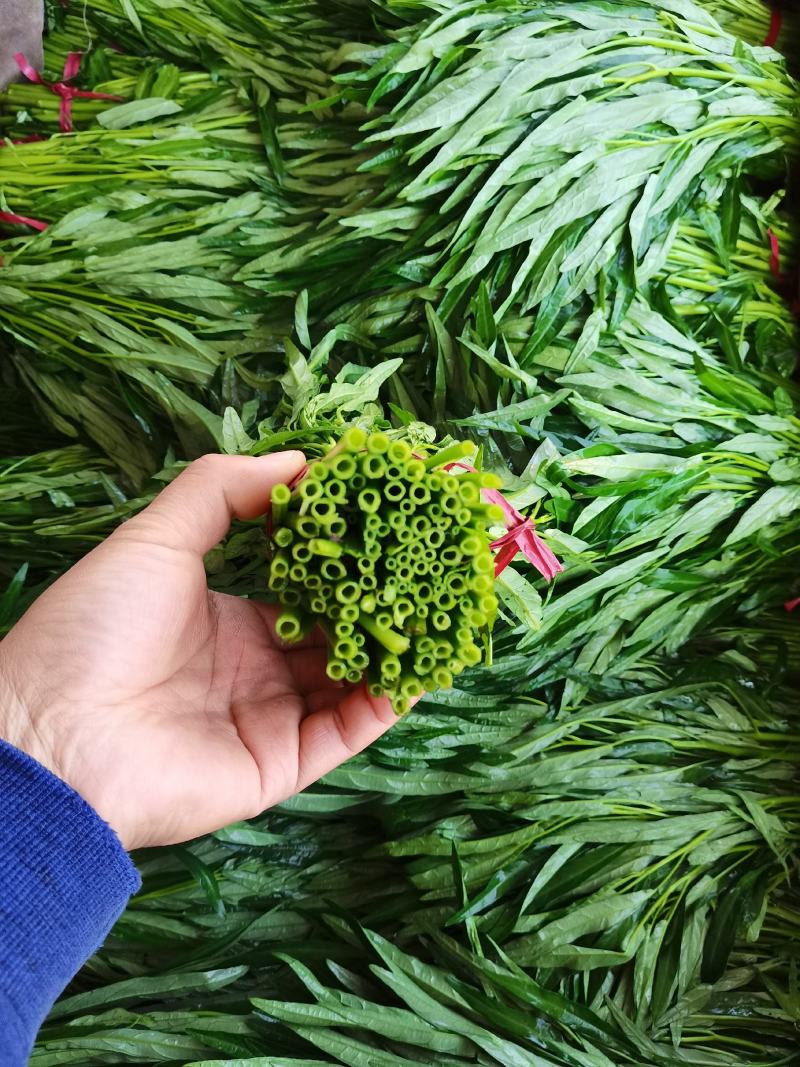 空心菜产地大量供应价格美丽欢迎全国各地朋友前来咨询