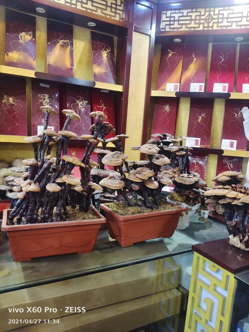 长白山活体嫁接灵芝灵芝盆景，产地批发，一手货源