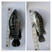 淡水石斑鱼苗优质鱼苗热带鱼放生鱼苗活体养殖鱼苗