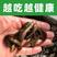 台湾泥鳅苗新鲜幼苗小泥鳅本地活体圆鳅苗活筏钓体放生养殖苗