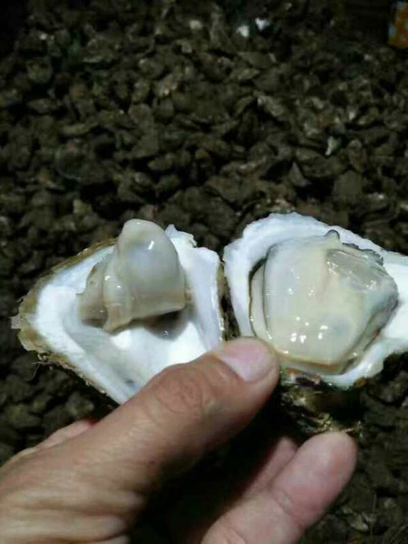北海一斤5-6个的小蚝