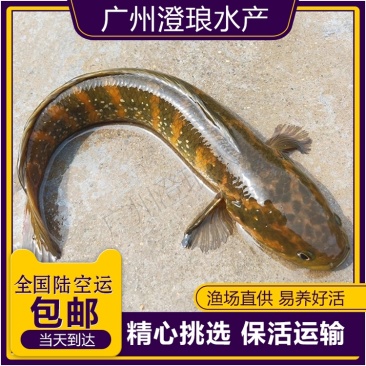 七星鱼苗珍珠赤雷龙章公苗七星活体观赏