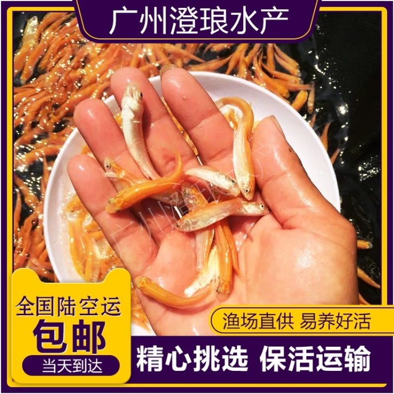 俄罗斯金草鱼苗活体红草鱼黑眼金丝皖鱼苗金色草鱼淡水