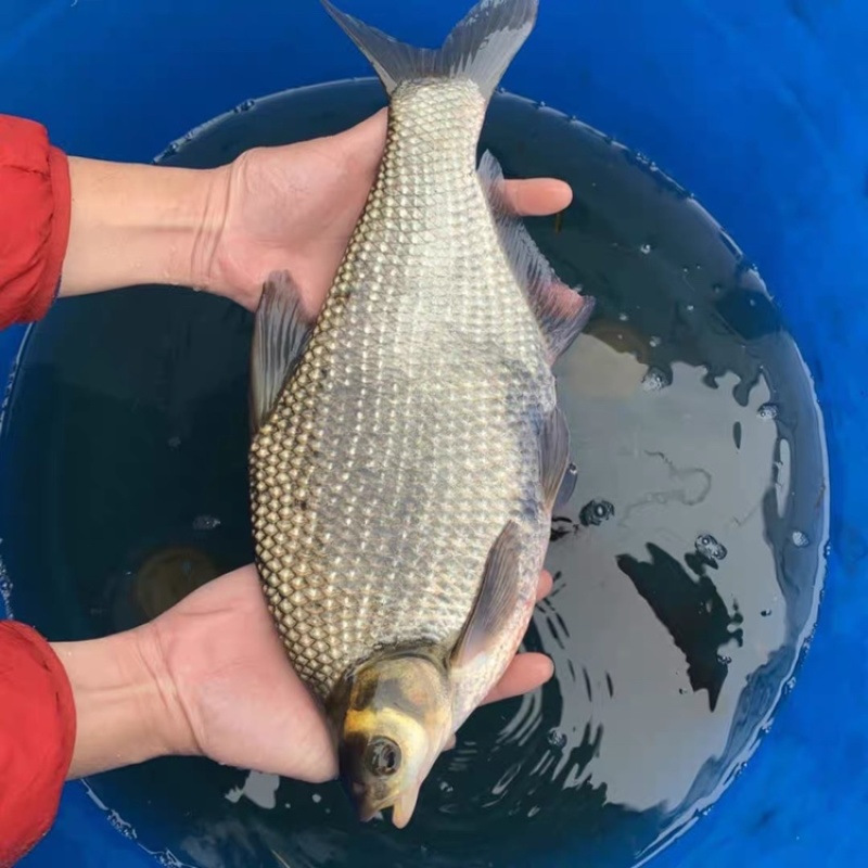 淡水武昌鱼苗鳊鱼苗三角鲂鱼团头鲂鱼三角边鱼沙边鱼养殖冷水