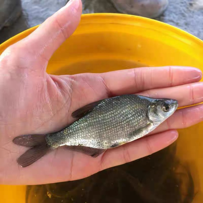 淡水武昌鱼苗鳊鱼苗三角鲂鱼团头鲂鱼三角边鱼沙边鱼养殖冷水