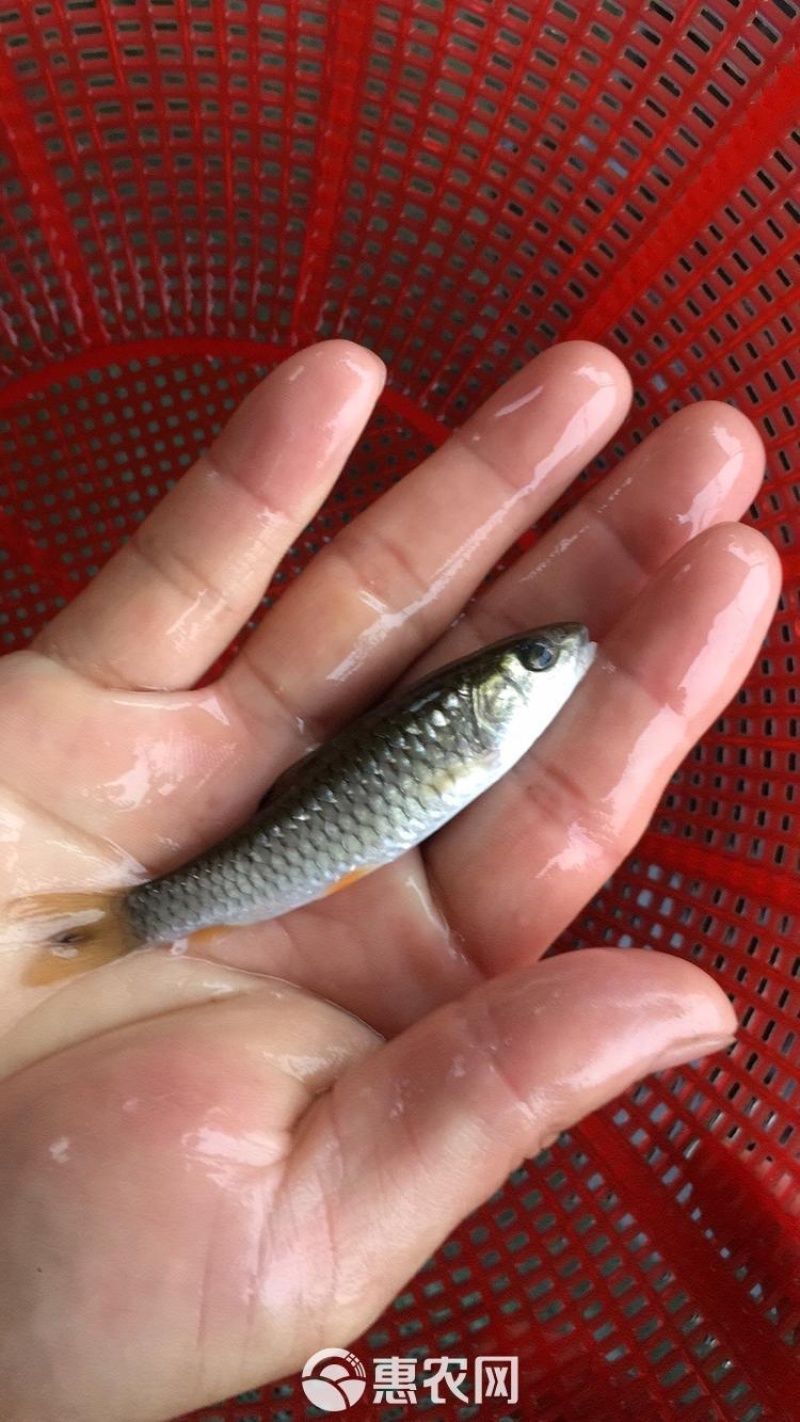 优质光倒刺鲃鱼苗青竹皖鱼苗河坚鱼苗军鱼苗坑坚光眼淡水鱼苗