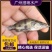 2022鳜鱼苗淡水桂花鱼苗翘嘴桂路亚鱼苗硅鱼苗贵鱼季鱼鲑