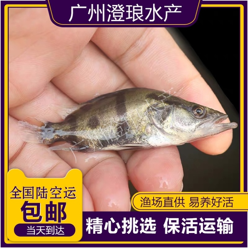 2022鳜鱼苗淡水桂花鱼苗翘嘴桂路亚鱼苗硅鱼苗贵鱼季鱼鲑