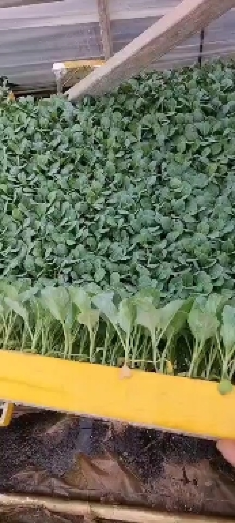 扁包（京丰一号），奥奇丽根系发达，成活率高，苗子清秀整齐