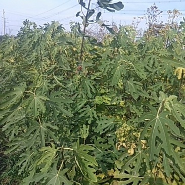 叶菜类