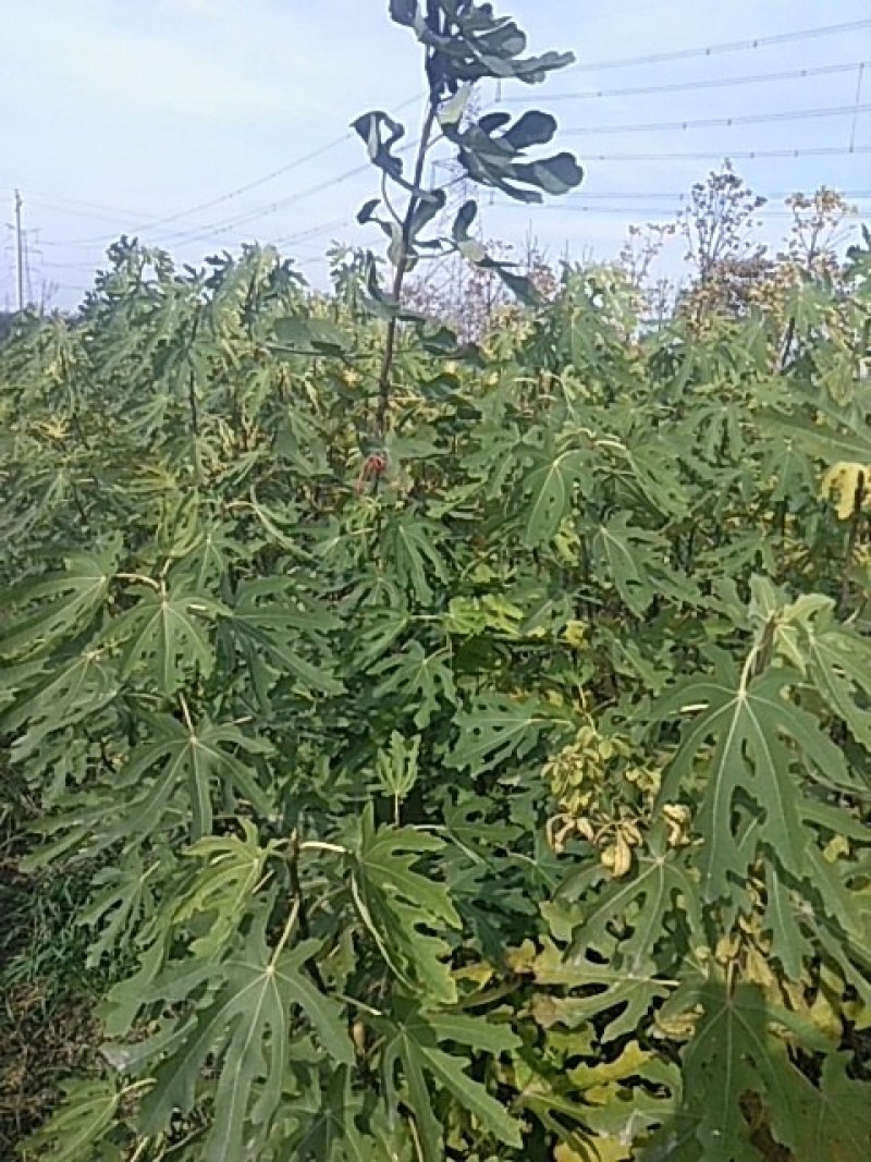 叶菜类