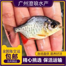 白鲳鱼苗红鲳鱼苗鲳鱼苗淡水食用优质活体鲳鱼苗