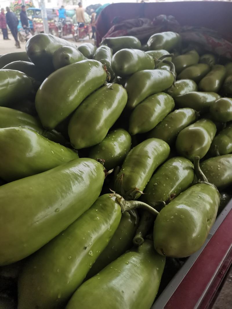 新野县合顺专业社精品大棚青皮茄子大上市，质量好价格便宜。