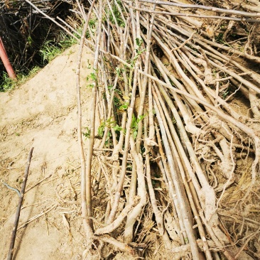 大棚香椿苗大批量售卖