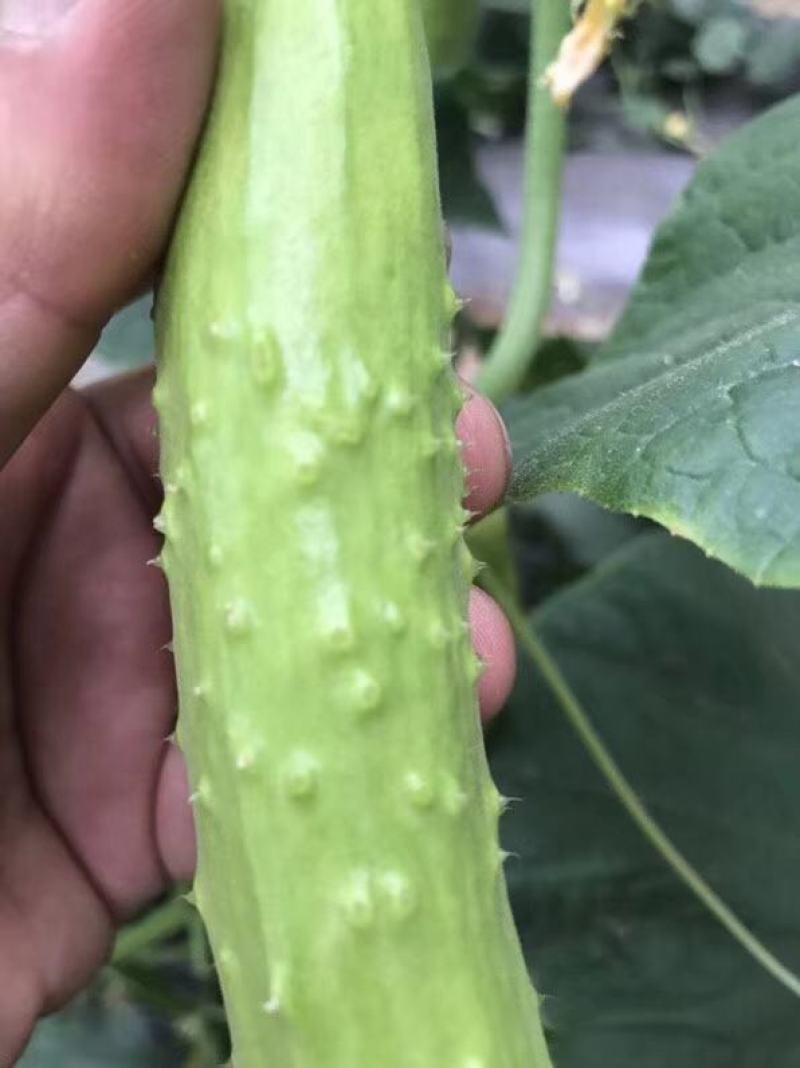 海阳白玉黄瓜