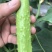 海阳白玉黄瓜