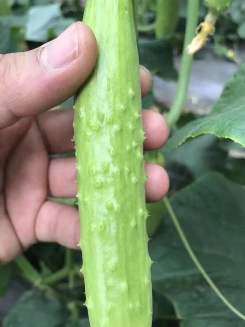 海阳白玉黄瓜