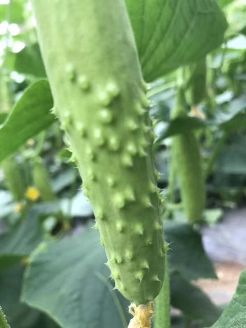 海阳白玉黄瓜