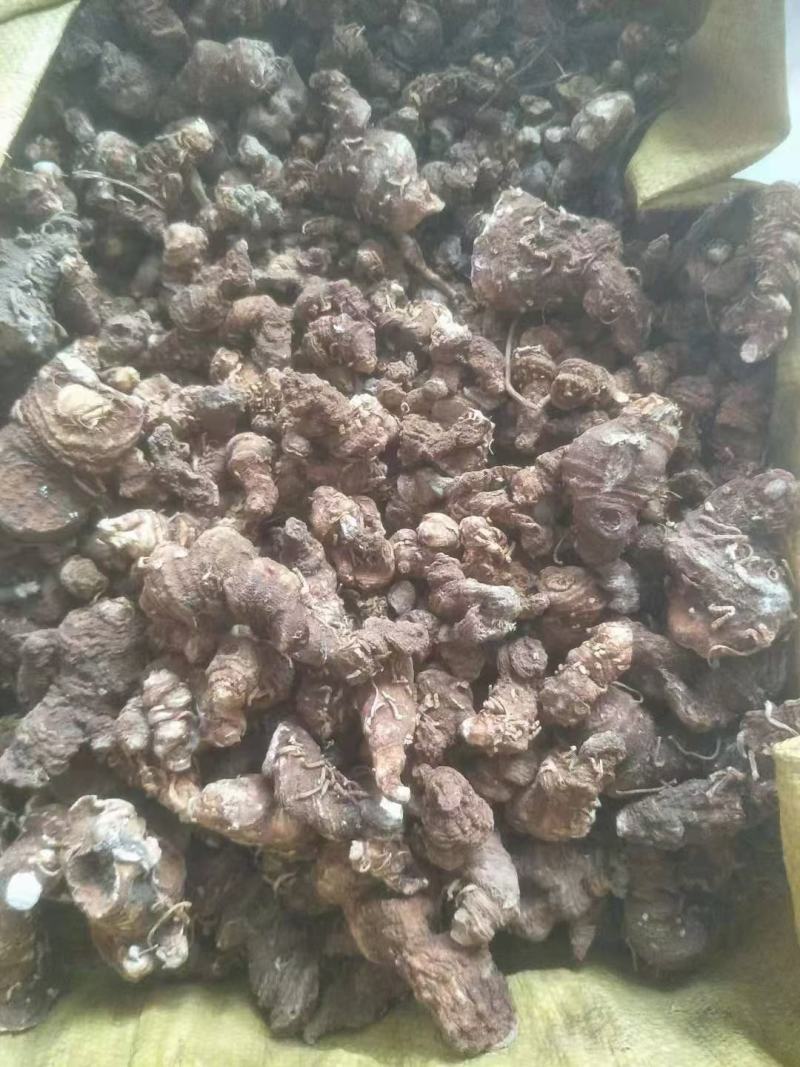 7月一枝花重楼大量批发。