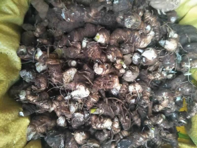 7月一枝花重楼大量批发。