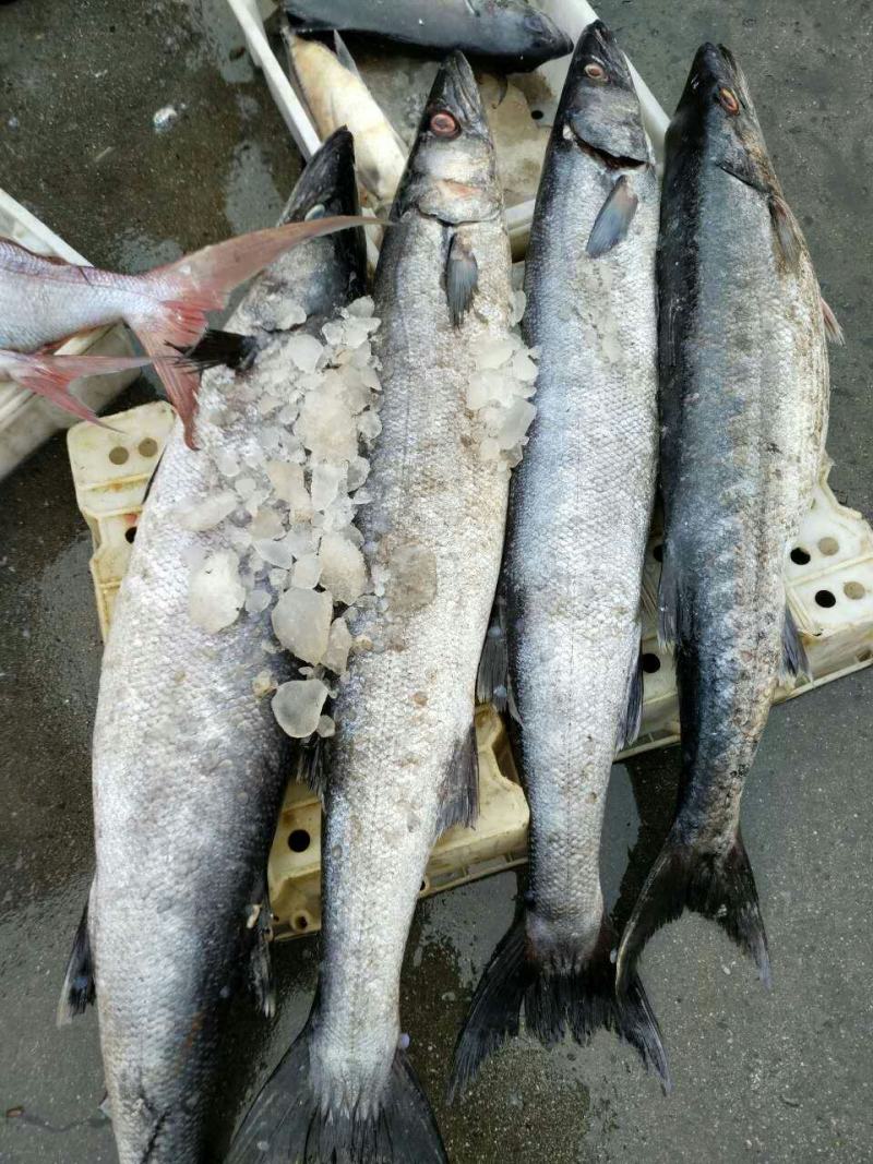 鮸鱼鳕鱼片金鲳鱼马鲛鱼