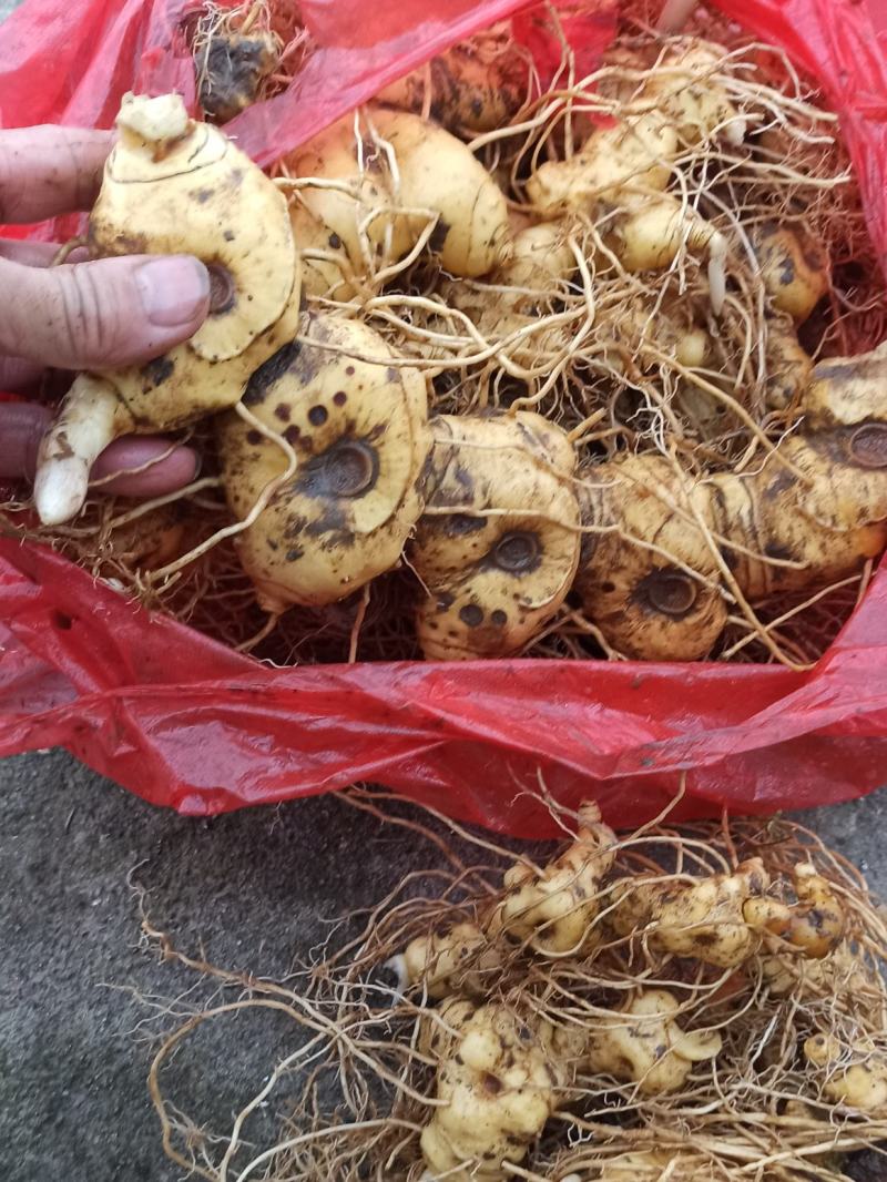 黄精成品大块茎鸡头黄精大块茎煲汤黄精加工用黄精块茎