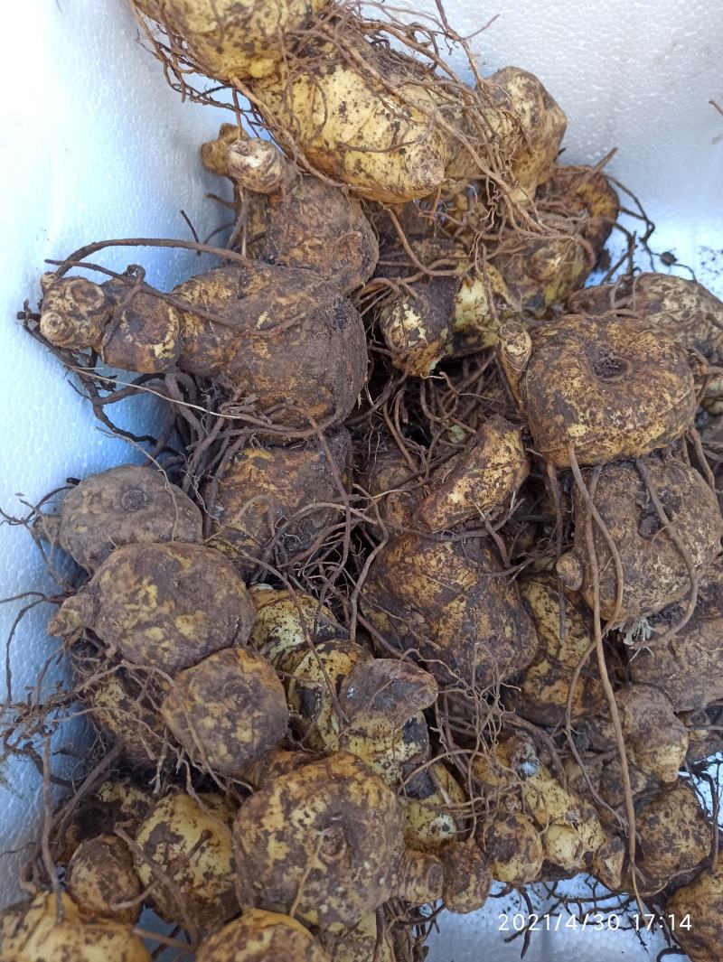 黄精成品大块茎鸡头黄精大块茎煲汤黄精加工用黄精块茎