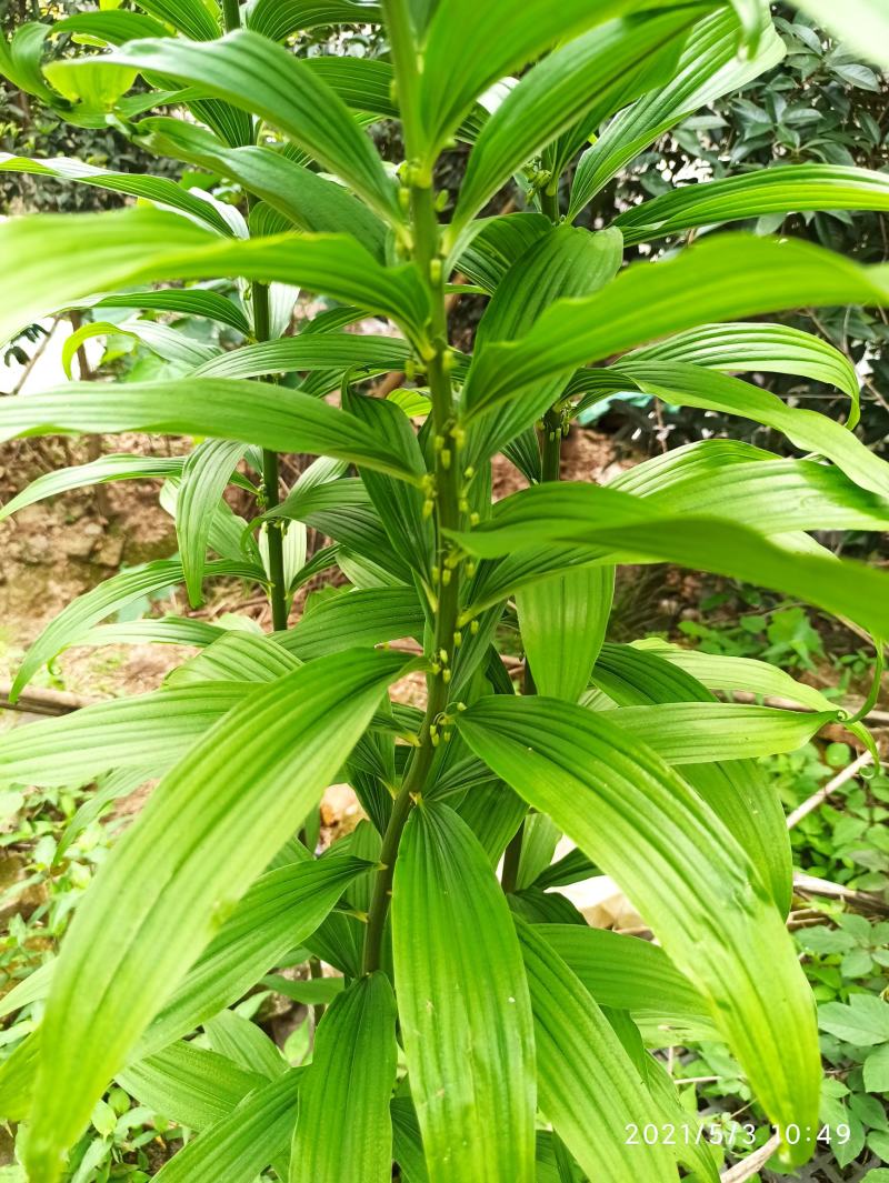 黄精成品大块茎鸡头黄精大块茎煲汤黄精加工用黄精块茎