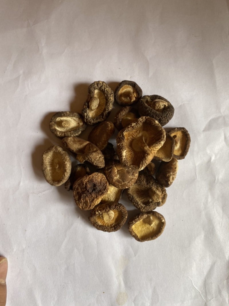 广西瑶山椴木剪脚后野生小香菇干250g装