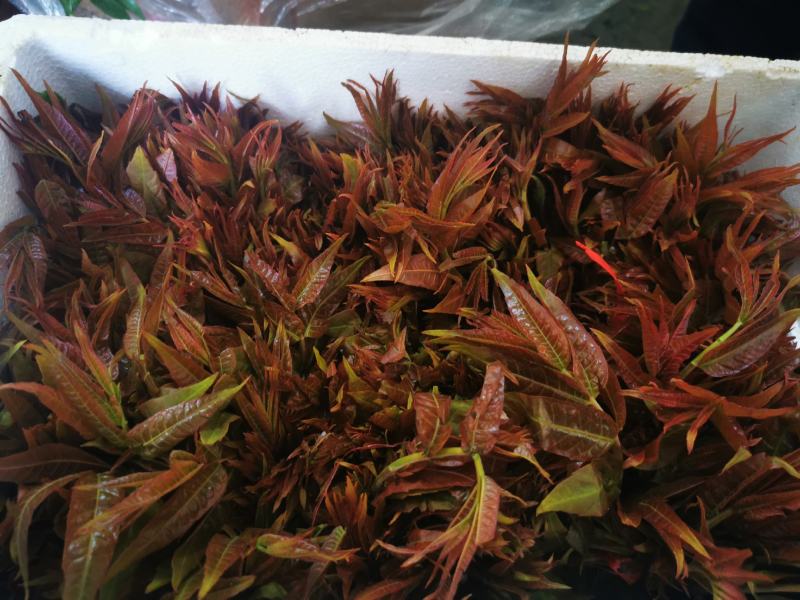 大棚香椿苗大批量售卖