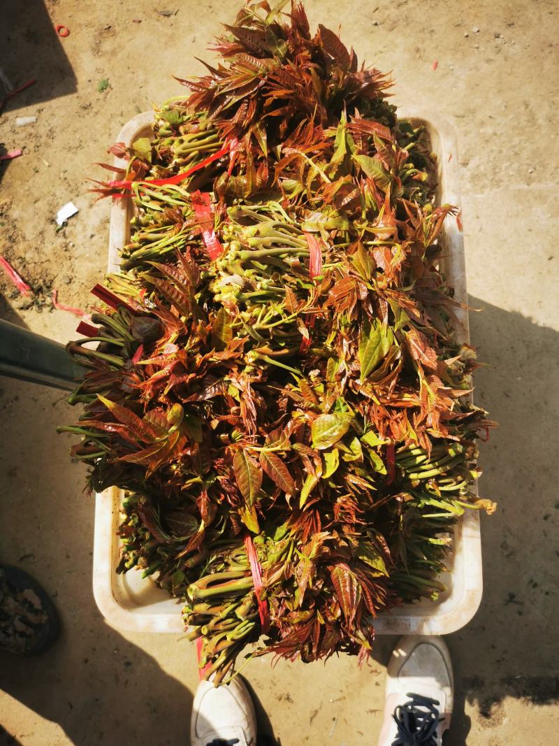 大棚香椿苗大批量售卖