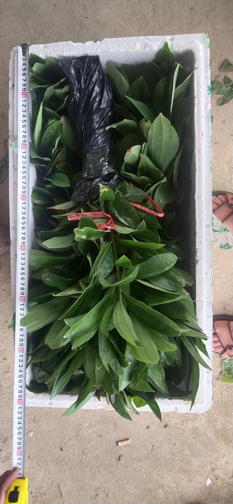 广西肉桂苗玉桂苗香料树苗