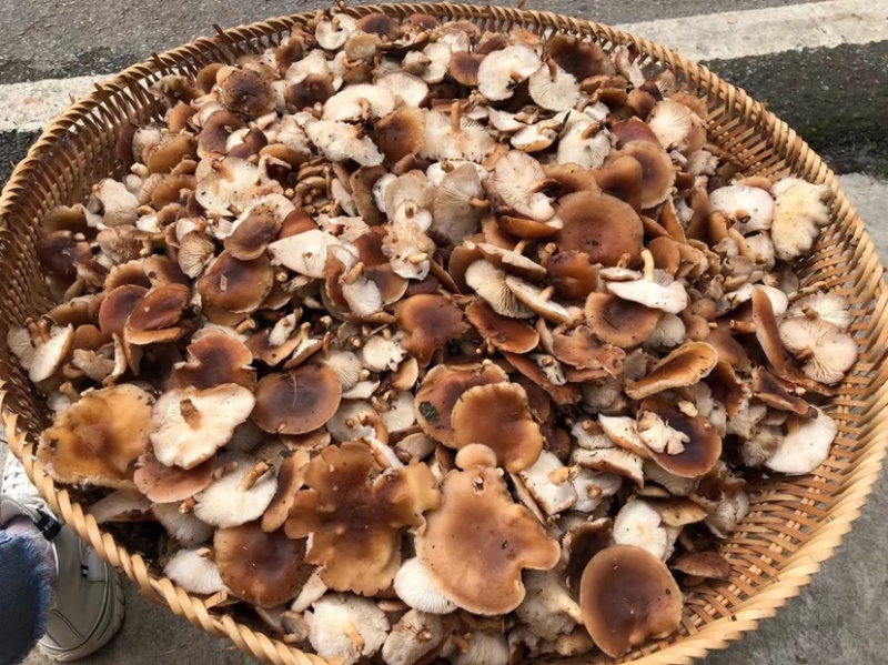 广西深山野生椴木香菇干，熏干500g装！临省可以包邮