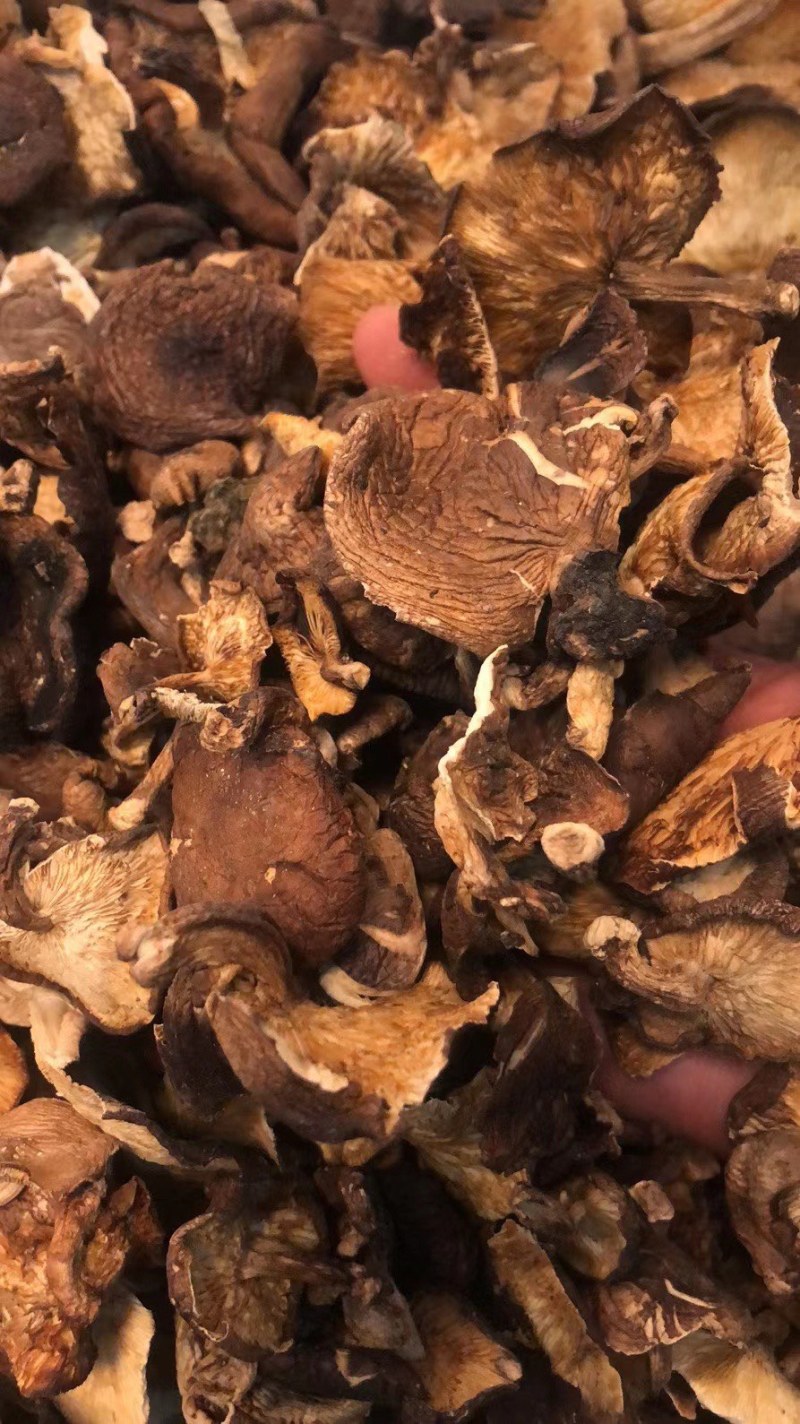 广西深山野生椴木香菇干，熏干500g装！临省可以包邮