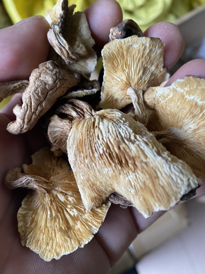 广西深山野生椴木香菇干，熏干500g装！临省可以包邮