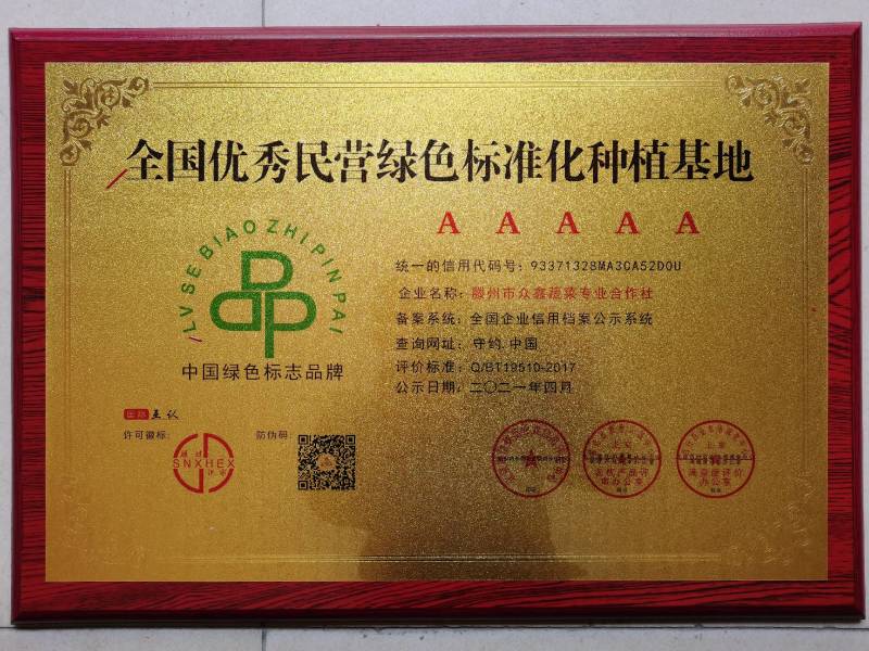 山东葱苗大葱苗铁杆大葱苗精品葱苗产地直销成活率高