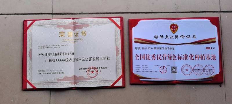 山东葱苗大葱苗铁杆大葱苗精品葱苗产地直销成活率高