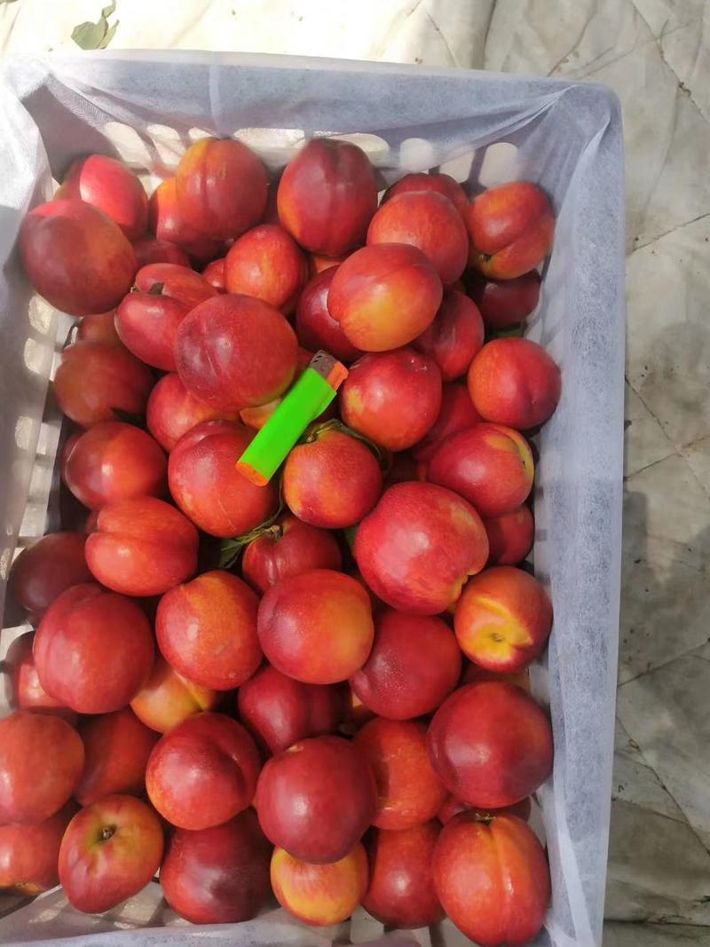 金雷油桃千年红油桃大量上市基地直供质量保证口感好视频看货
