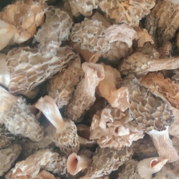 羊肚菌