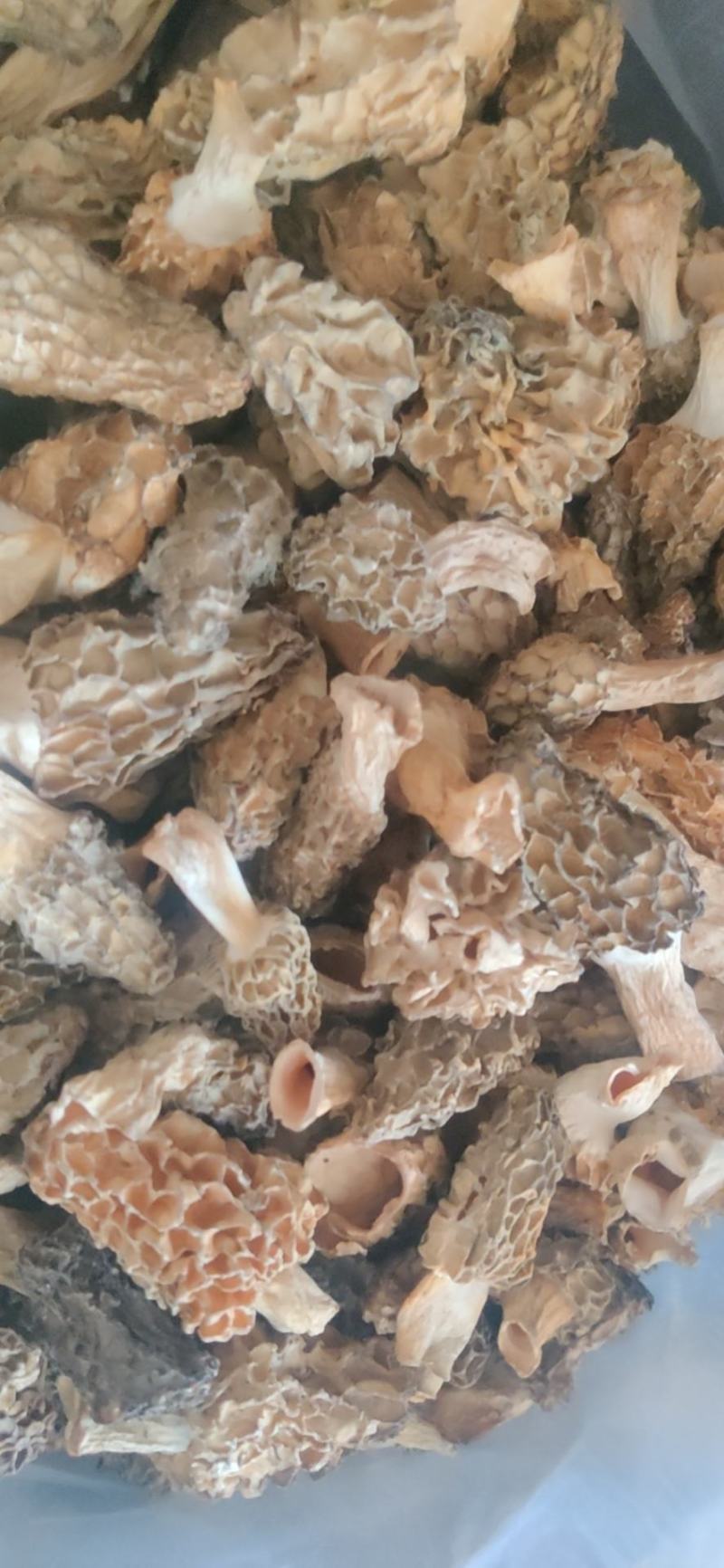 羊肚菌