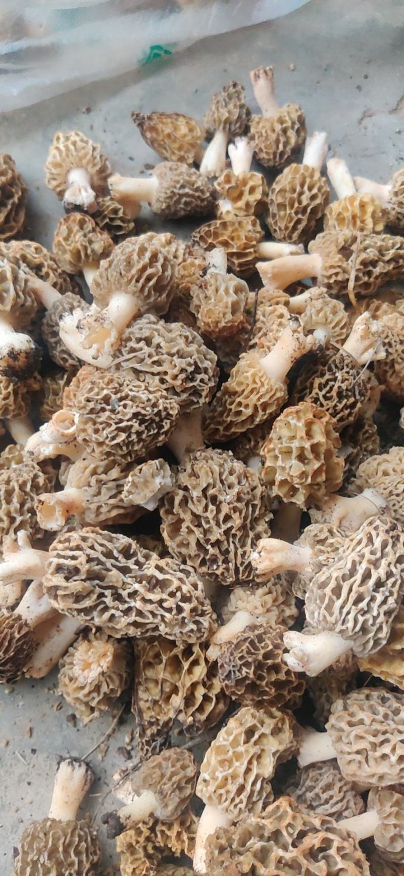 羊肚菌