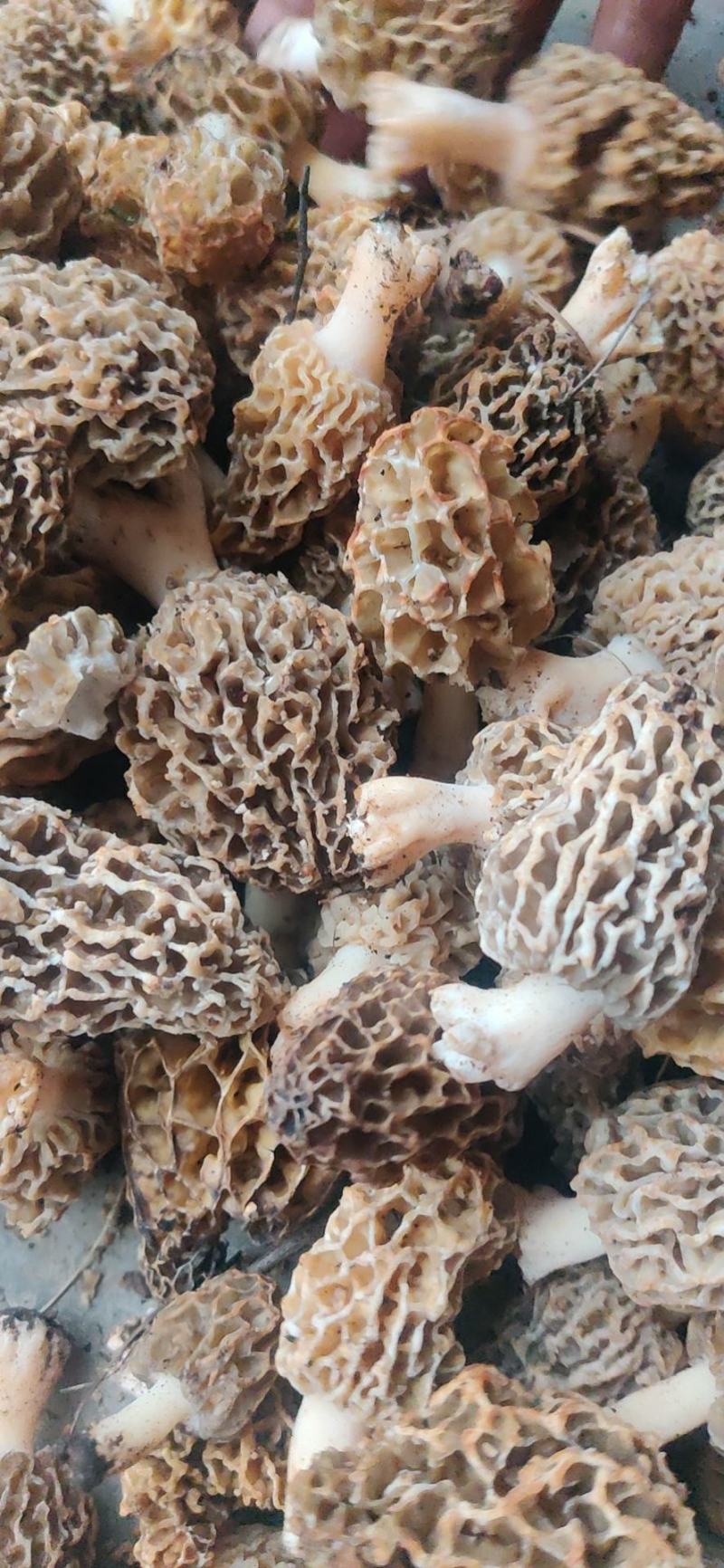 羊肚菌