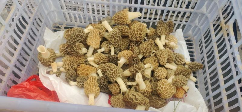 羊肚菌