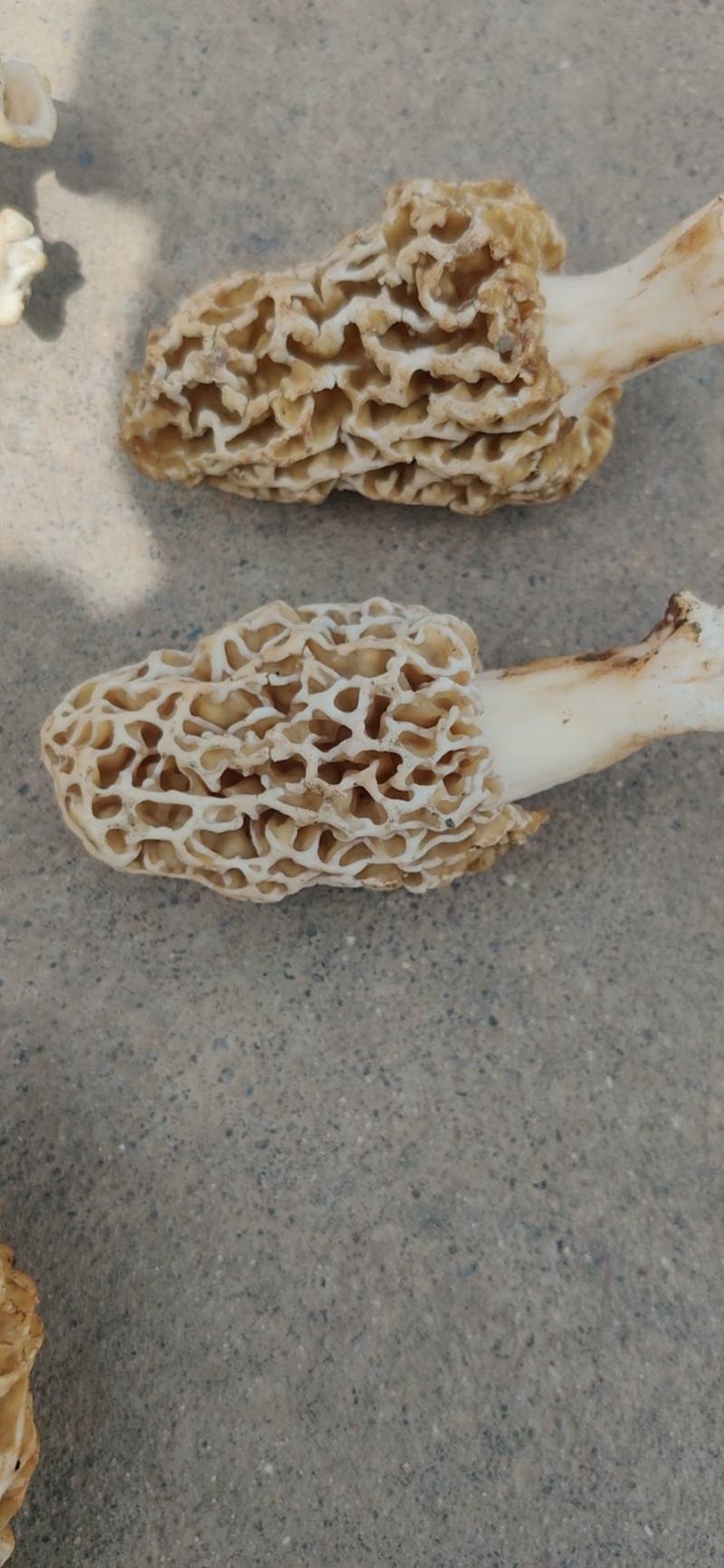 羊肚菌