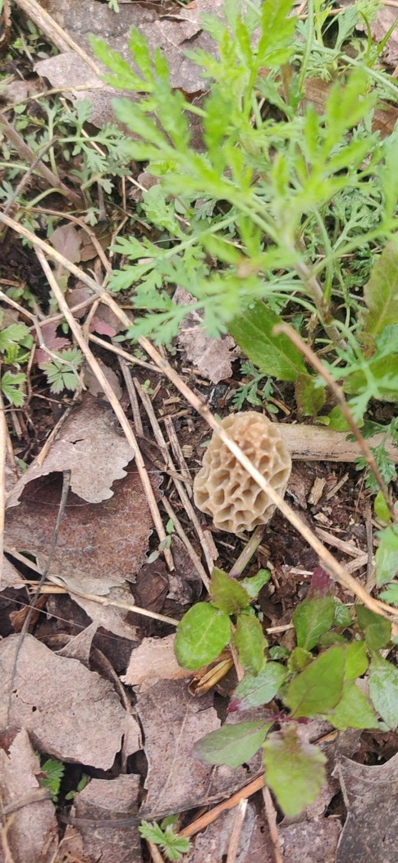 羊肚菌